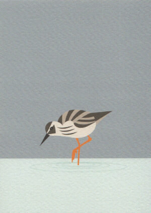 Postkaart A Little Bird Told Me... 061 - Tureluur X12